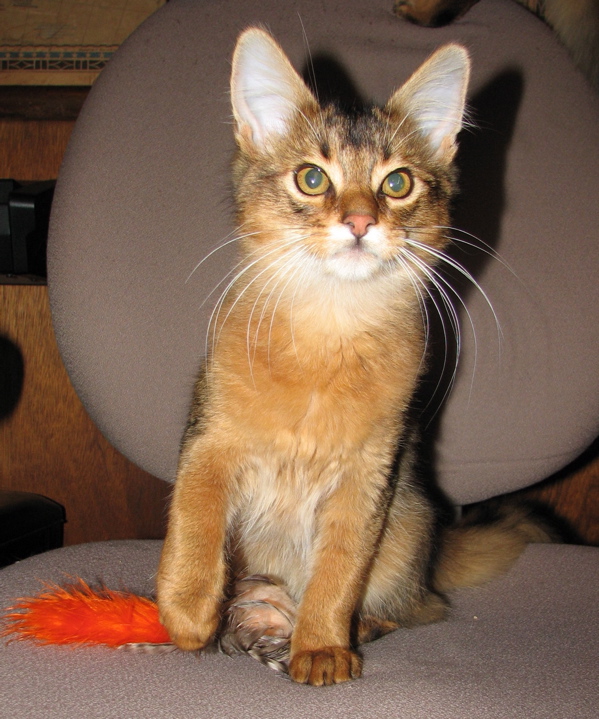 image of kitten for sale
