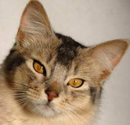 Photo of Nocturne
