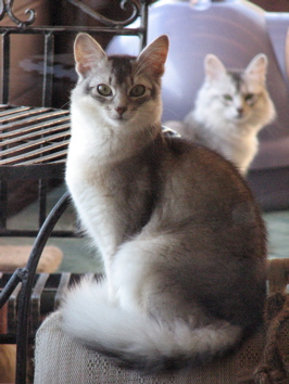 Photo of Blackie