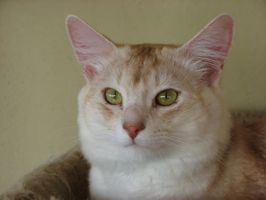 Photo of Jupiter