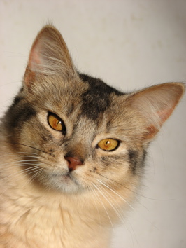 Photo of Nocturne