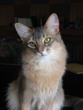 Photo of Rhapsody