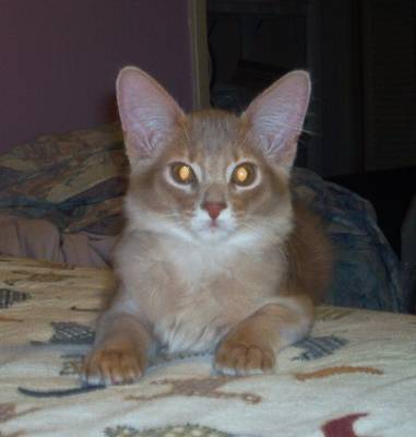 Photos of available kitten